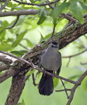 Gray Catbird 8111